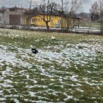 phoca_thumb_m_krteci a zvtka 6 Fotogalerie